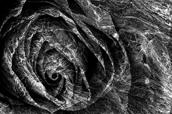 Charred Rose