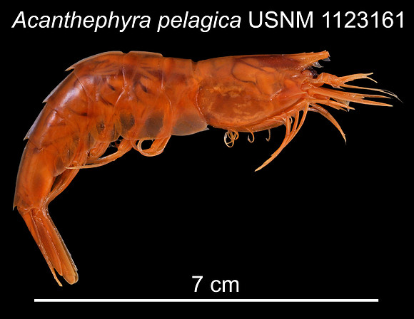 Acanthephyra pelagica