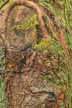 Picasso & Mother Nature - Sitting in a Smiling Tree