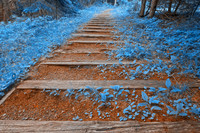 Blue Forest Trail - Cape Breton