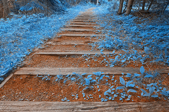 Blue Forest Trail - Cape Breton