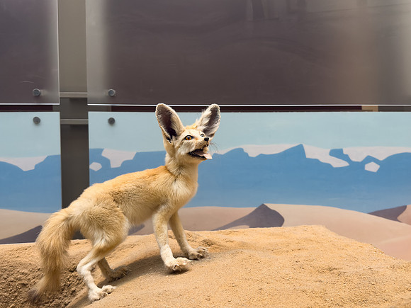 Museum Fennec Fox