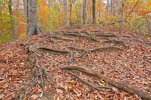 Autumn Avalon Forest Trail