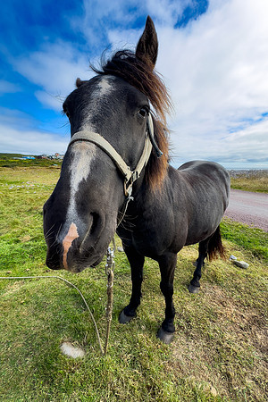 Saint-Pierre Horse