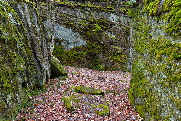 Excelsior Forest Walls