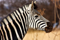 Zebra Profile
