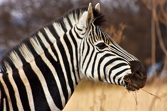 Zebra Profile
