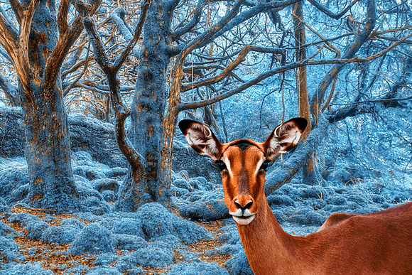 Impala Winterland