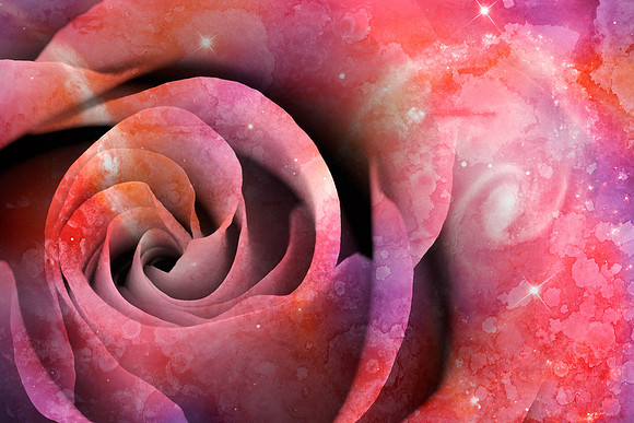 Celestial Love Rose