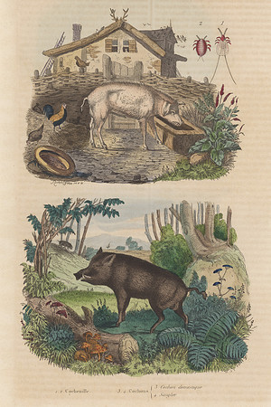 Vintage Image Plate - Cochineals & Pigs