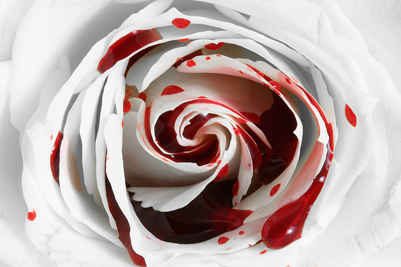 Bleeding Rose Macro