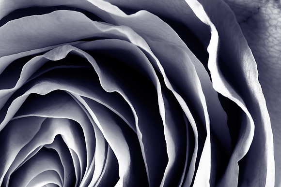 Purple Rose Macro