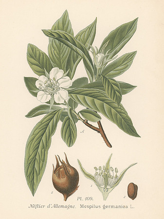 Vintage Image Plate - Mespilus Germanica