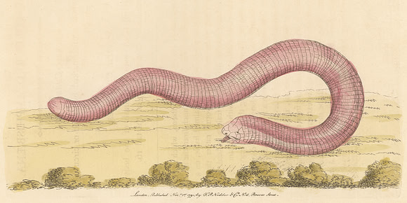 Vintage Image Plate - Worm Lizard