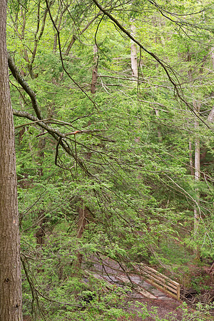 Forest Frame - New Germany State Park