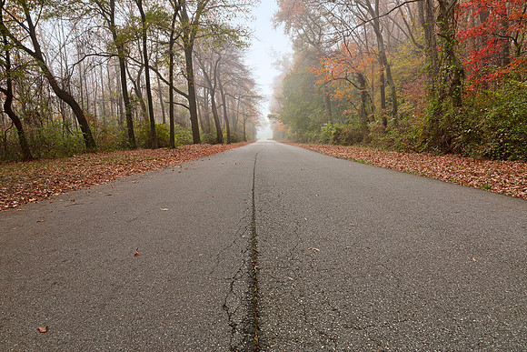 Misty Fall Forest Road