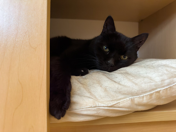 Lazy Sunday Draco