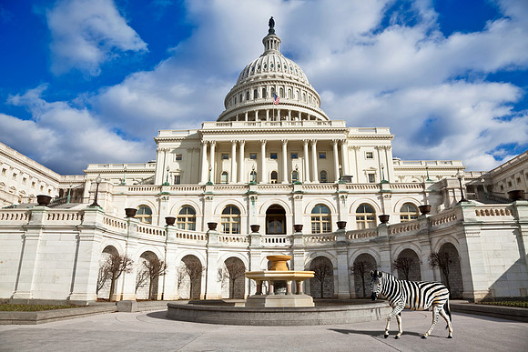 Capitol Zebra