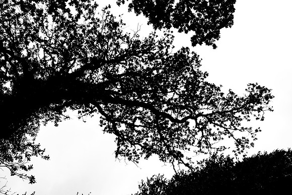 Tree Silhouettes