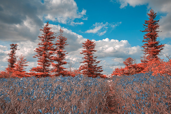 Dolly Sods Dreamland