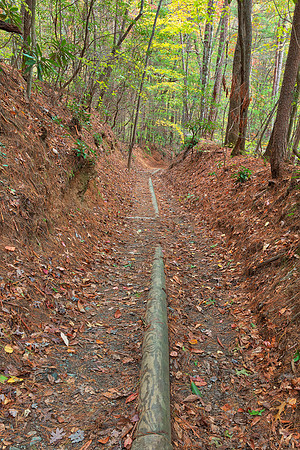 Juney Whank Forest Trail