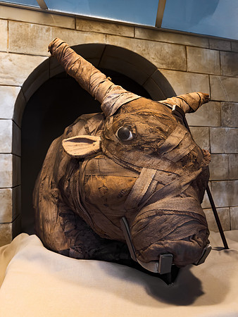 Bull Mummy