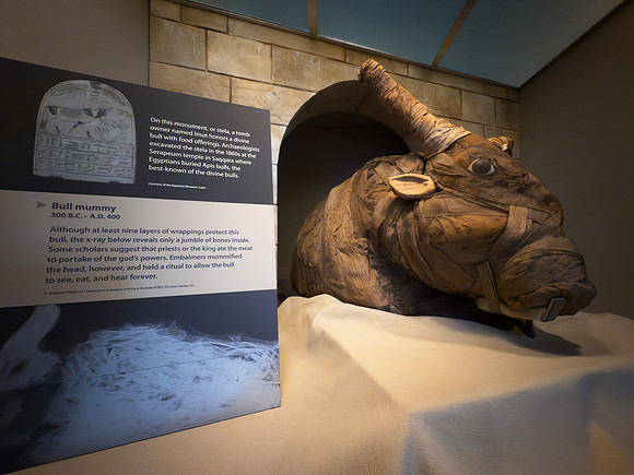Bull Mummy & Interpretive Sign