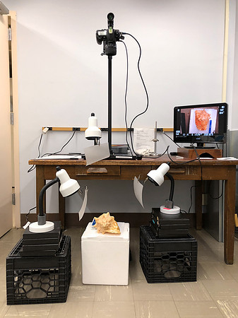 Queen Conch Photo Setup