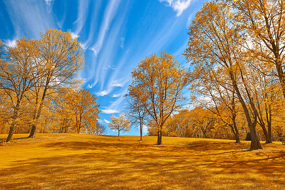 Gold Meadowlark Sky Gardens