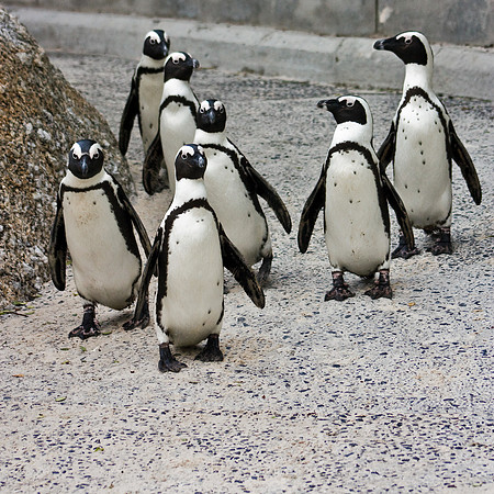 African Penguin Posse