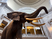 Museums