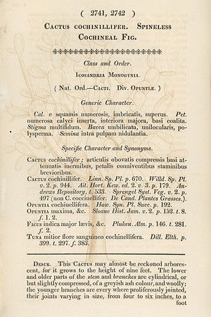 Vintage Page Description - Cactus cochinillifer (recto)