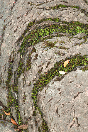 Mossy Stone Curves