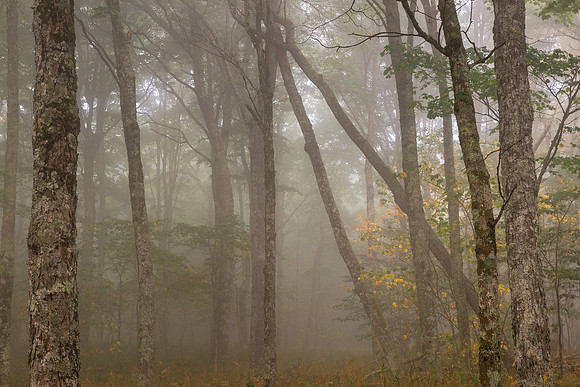 Misty Spruce Knob Forest