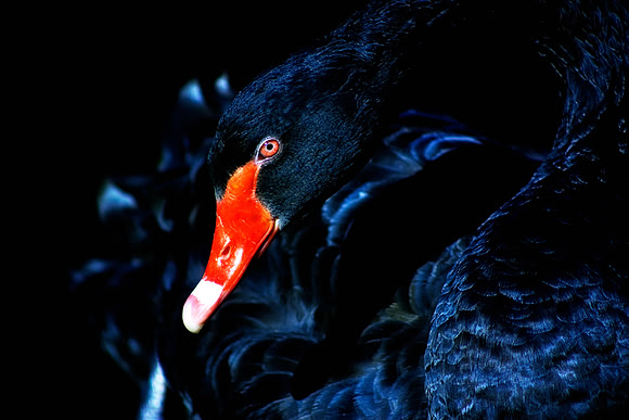 Cygnus