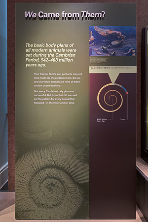 Cambrian Period Interpretive Sign