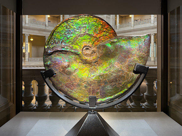 Iridescent Ammonite Fossil