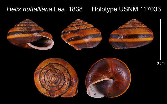 Helix nuttalliana