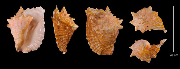 Queen Conch