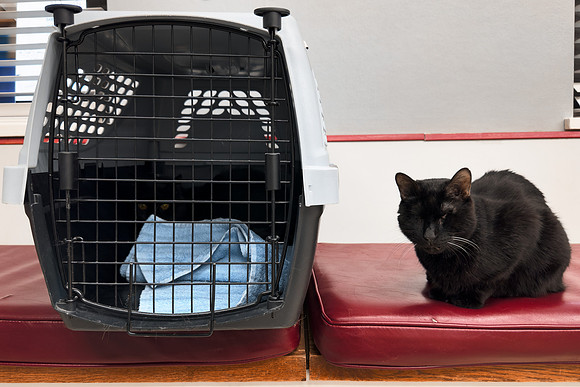 Vet Void Buddies
