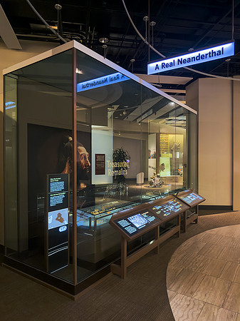 Neanderthal Skeleton Remains at the Smithsonian