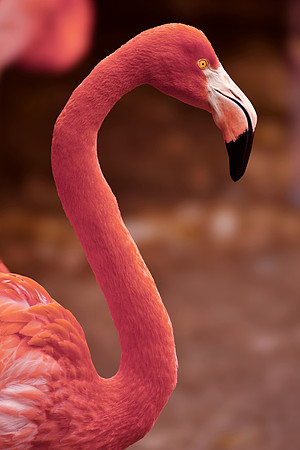 Flamingold