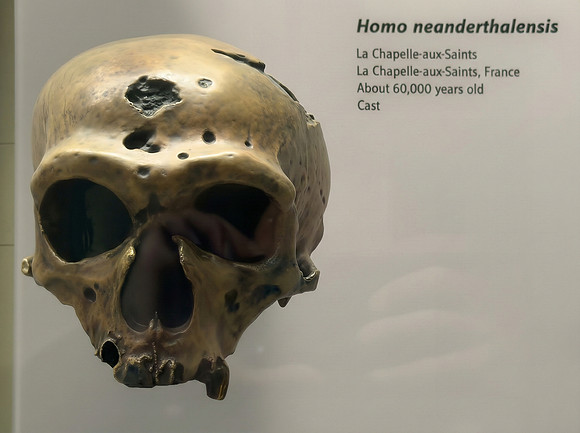 Neanderthal Skull Cast
