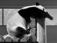 Panda Stretch