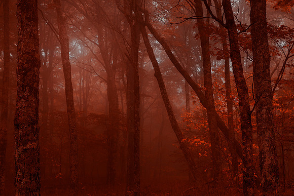 Blood Mist Forest