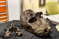 Pachycephalosaurus Skull at the Smithsonian Fossil Lab