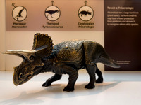 Miniature Triceratops Model