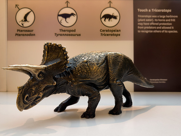 Miniature Triceratops Model