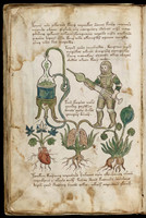 Nostravoynich Manuscript Page - Organic Medicine