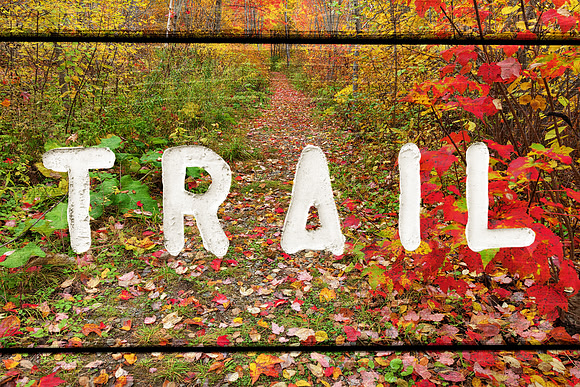 Wooded Autumn Trail